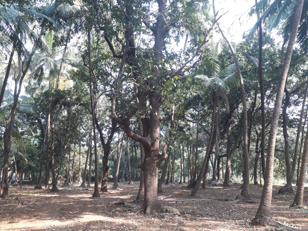 Wakaskar's Coconut Garden